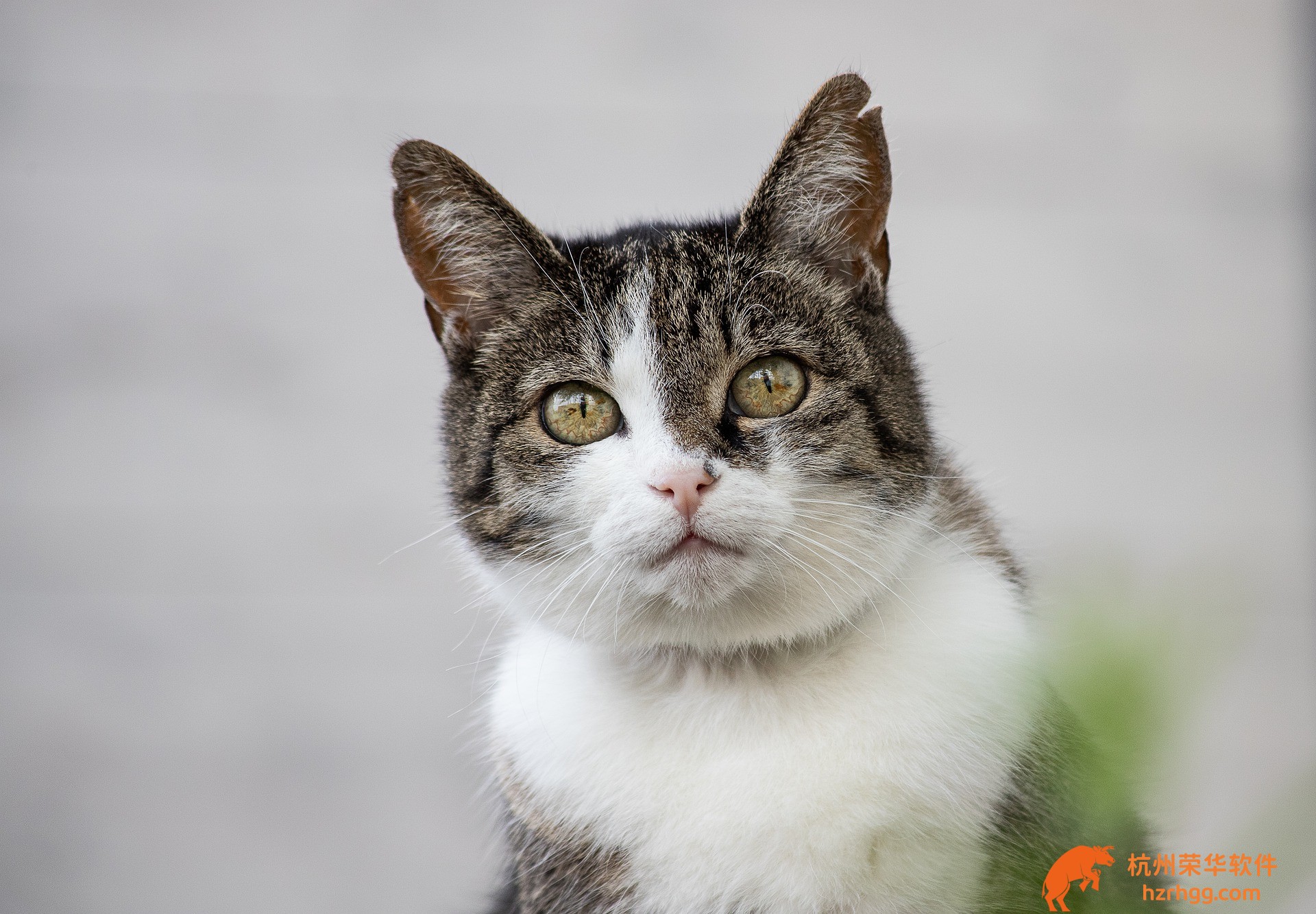 下載熱薦：600圖庫(kù)大全免費(fèi)資料圖2023，一鍵收藏全網(wǎng)最全圖庫(kù)