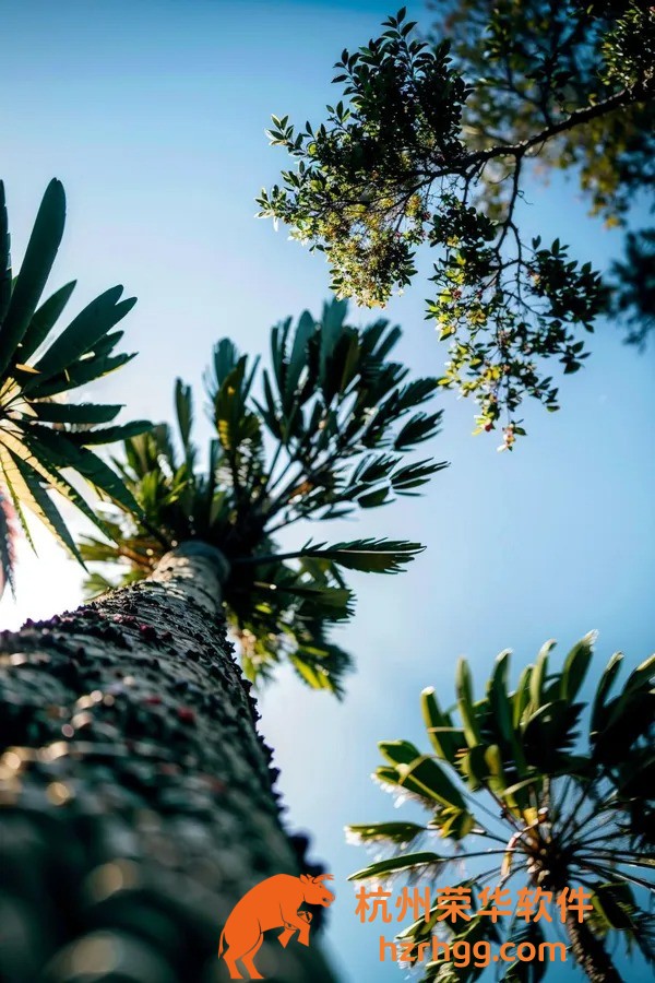 獨家揭秘：澳門一肖一碼100鳳凰網(wǎng)今日玄機，速看！